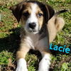 Lacie