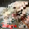 Allegra