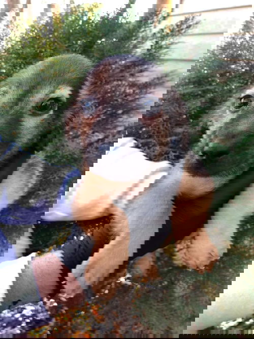 Alfredo