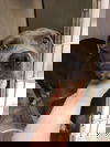 Gloria