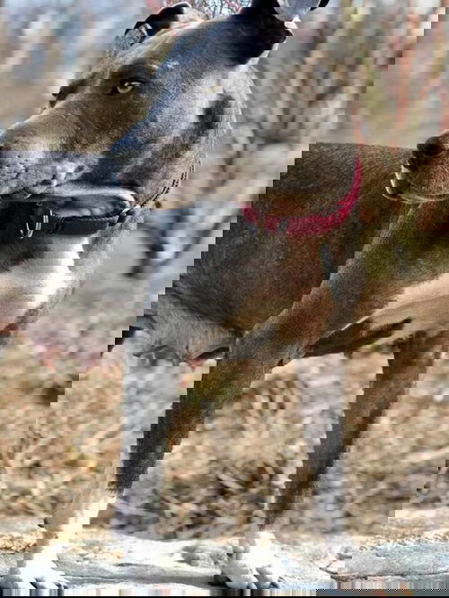 Gloria