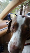 Gunther