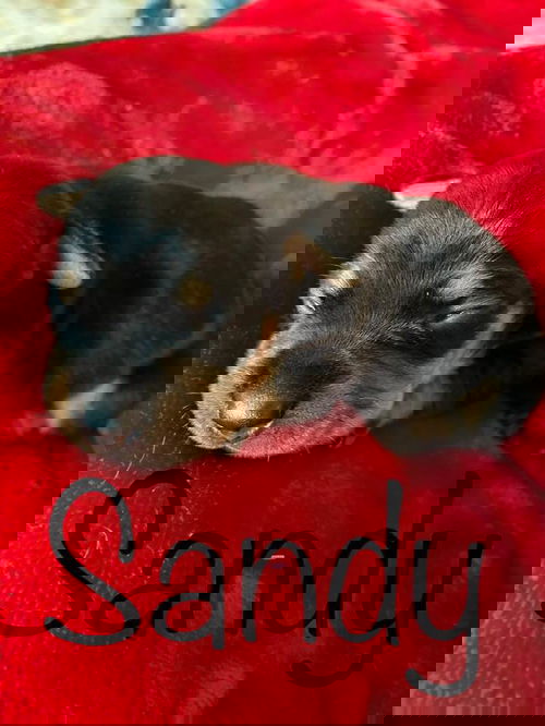 Sandy