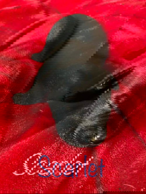 Scarlet