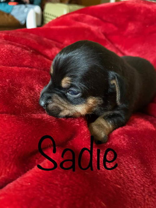 Sadie (AL)