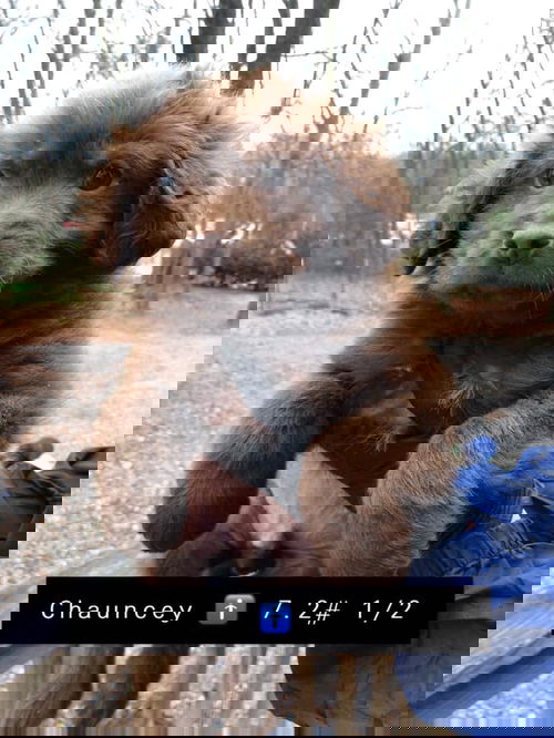 Chauncey