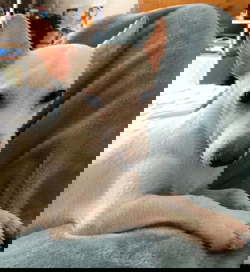 Nitro