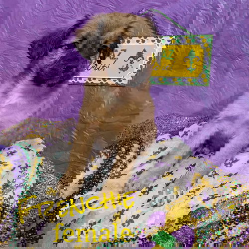 Frenchie
