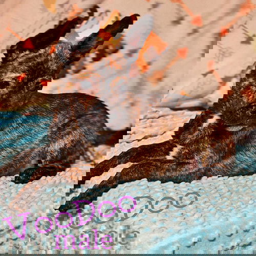 Voodoo