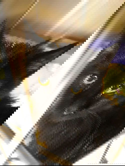 Onyx