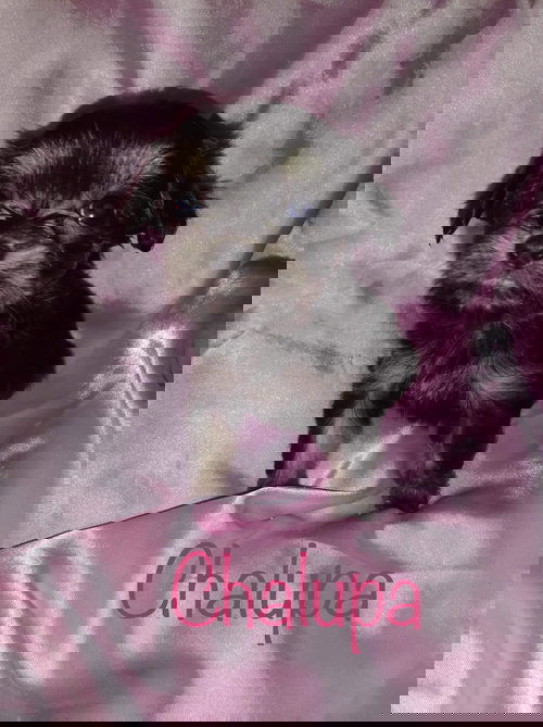 Chalupa