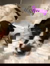 Leony