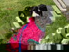 Leony