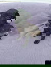 Scorpio