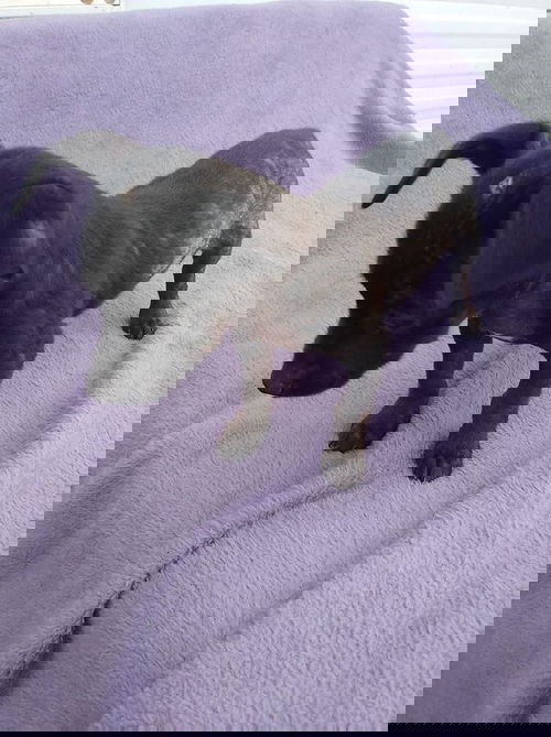 Virgo