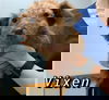 Vixen (TX)