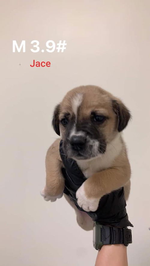 Jace