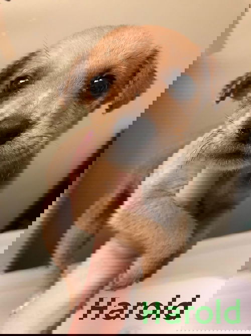 Harold