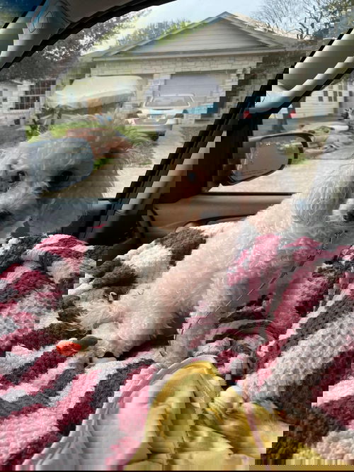Leelu