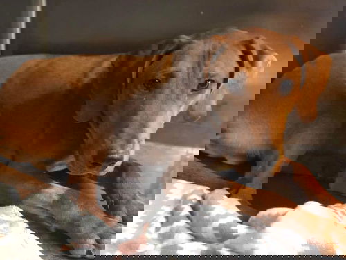 Goose