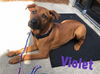 Violet (SC)