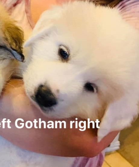 Gotham