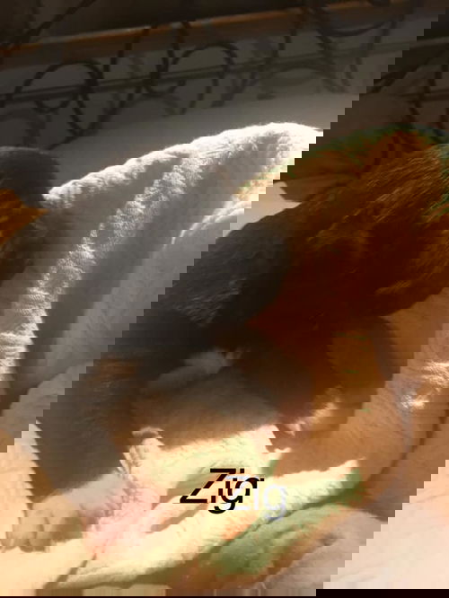 Zig