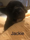 Jackie (AL)