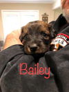 Bailey