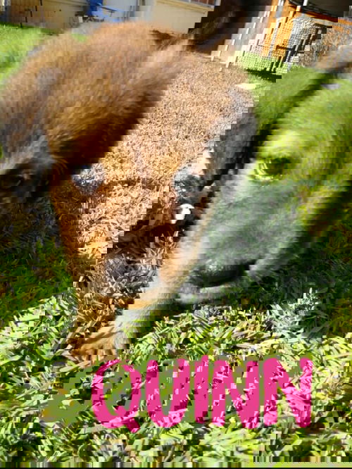 Quinn