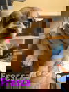 Fresca