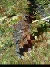 Mali