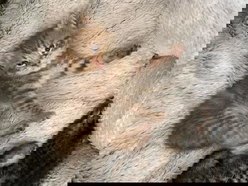 Alkali