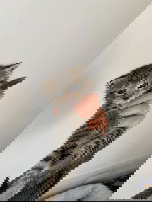 Noki