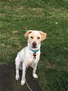 adoptable Dog in york, NY named Boomer G