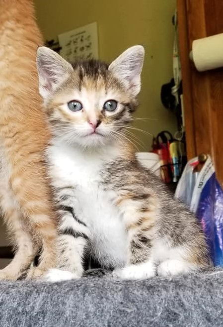 Hazel