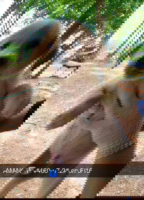 Amak