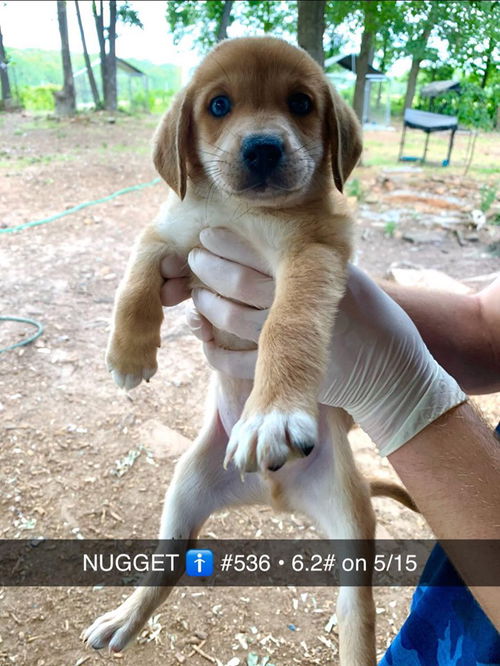 Nugget