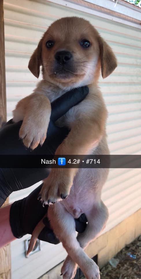 Nash