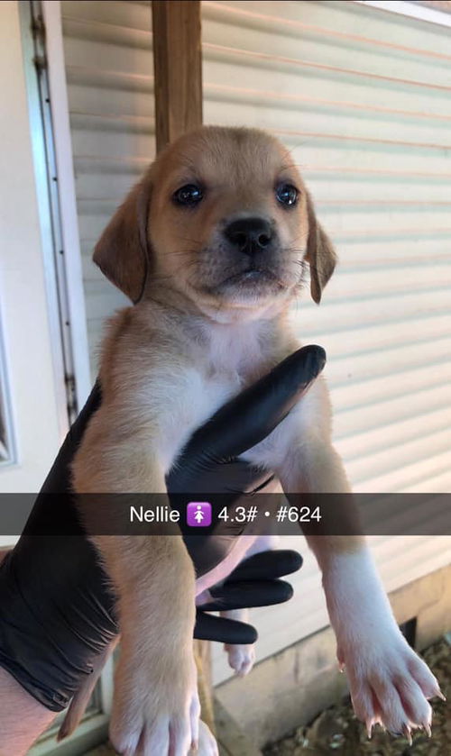 Nellie