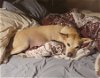adoptable Dog in york, NE named Yoshimi