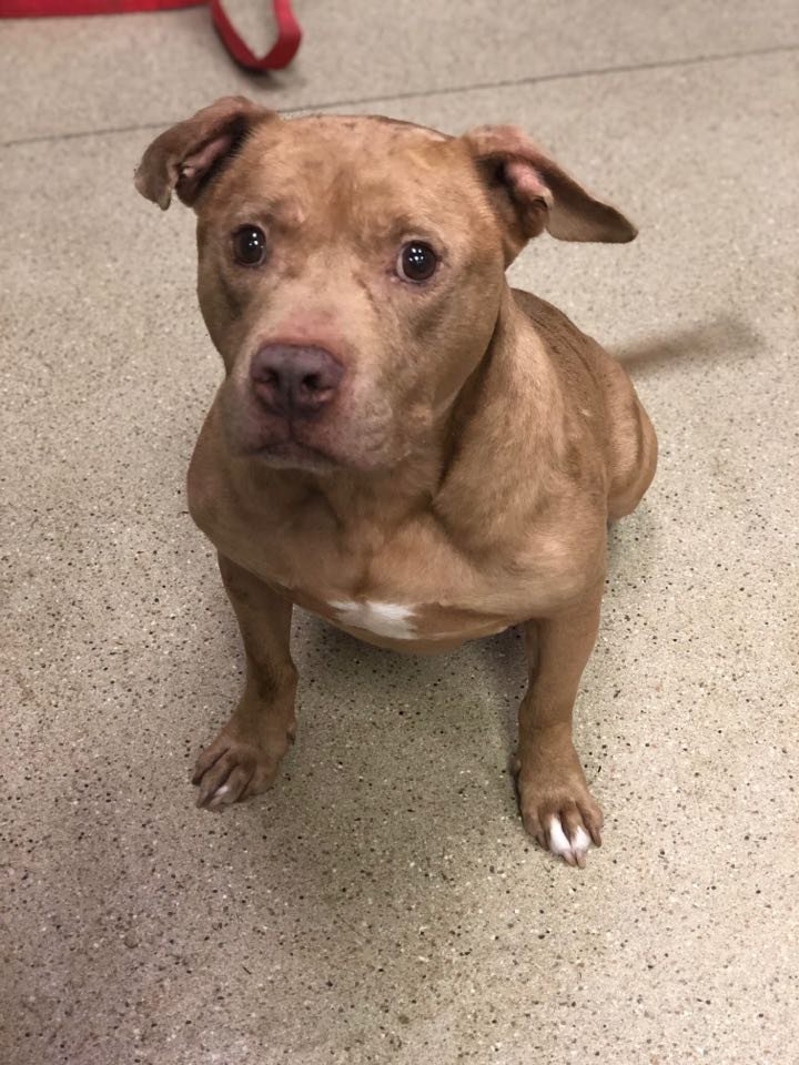 adoptable Dog in New York, NY named Camp
