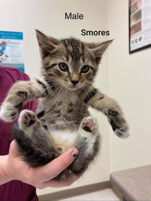 S'mores