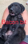 Bacon Bit