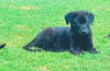 Wilbur