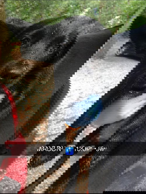 Mason