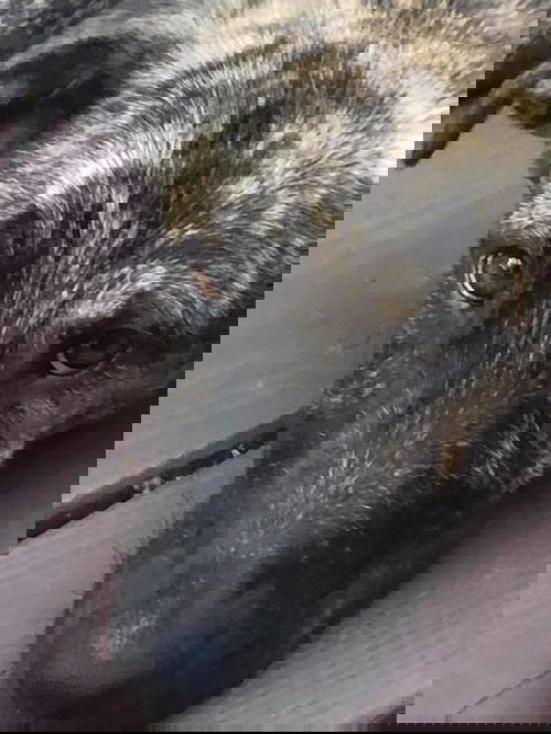 Zues