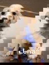 Lena