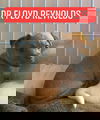 Reynolds