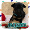 Jasmine
